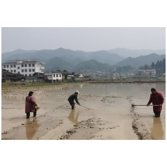 沅陵：秧田下种盼丰年
