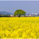 中方县：金色花海映春光 “一地双收”惠民生