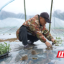 瓜苗下地盼丰收 中方县特色产业助农增收