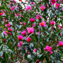 美文 | 一城山茶半城香