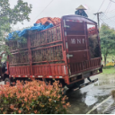 通道：发放钩藤“致富苗” 擘画产业振兴新图景