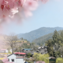 海报 | 沅陵：春到胡家溪 桃花满古村