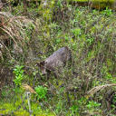 国家二级保护动物“打卡”校园   会同上演生态教育“生动一课”