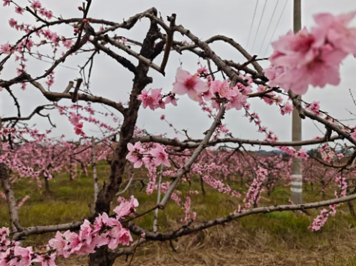 视频 | 沅陵太安：千树桃花竞相绽放
