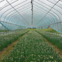 一年栽四季 三个月一采收！ 中方新建村香葱大棚实现 “四季丰收”