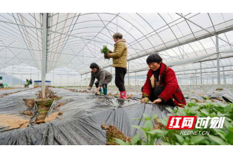 沅陵洪树坪村：土地不打烊 增收有保障