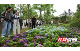 赴一场繁花之约尽享初夏生态福利   怀化人民公园繁花盛景醉游人