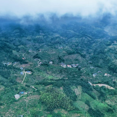 全国首个山银花GAP基地落地 溆浦山银花以标准引领产业蝶变