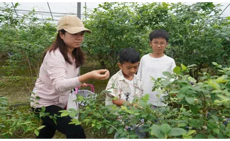 中方： 蓝莓飘香迎客来 农旅融合促振兴