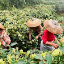 组图 | 千亩银花漫山开 中方铁坡铺就乡村增收路