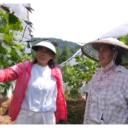 辰溪:田间课堂育好果百亩果香富乡邻
