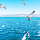 我们的共同家园丨习近平的洱海情