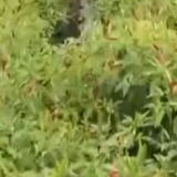 乡村振兴看一线丨贵州正安：大力发展辣椒产业 带动农户增收