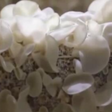 乡村振兴看一线 | 贵州铜仁：晶莹玉木耳 撬动大产业