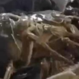 乡村振兴看一线丨安徽霍邱:金秋螃蟹迎丰收 特色养殖助农增收