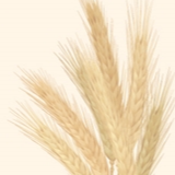 全国秋收进度已超八成 粮食生产将迎十八连丰