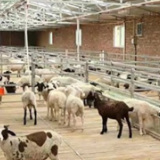 数字赋能 内蒙古农牧业尽显“科技”范儿