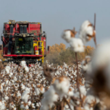 “疆”真相进行到底：棉花铺展小康路