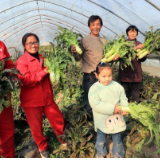 乡村振兴看一线丨江心洲上的创业姐弟