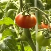 重走天路看变迁丨雪域高原的新型特色产业助力脱贫群众增收