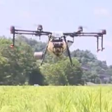 我国秋粮面积增加长势好 丰收有基础