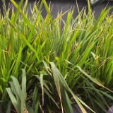 植物工厂60天收获:我国实现水稻生育周期减半重要突破