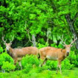 盐城：红色记忆与绿色梦想