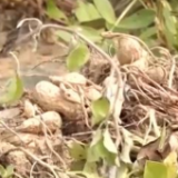 乡村振兴看一线丨河南商丘:制定优惠政策、资金扶持 特色农产促村民增收