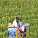 乡村振兴看一线丨宁夏盐池：培育专业合作社、打造产业链条 黄花菜铺出金色致富路