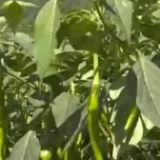 乡村振兴看一线丨四川峨眉山市:调整产业结构 小辣椒成为村民“致富椒”