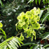 云南：20余种极小种群野生植物得到有效保护