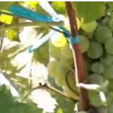 乡村振兴看一线丨山东蓬莱：8万亩酿酒葡萄丰收 小葡萄串起大产业