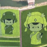 走进乡村看小康 | 江苏建湖收成村：秀美水乡“七彩稻” 生态旅游促增收