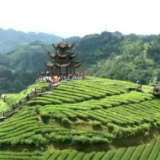 走进乡村看小康 | 湖北宣恩伍家台村：打造茶文化旅游区 茶香园美产业兴