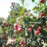 走进乡村看小康 | 山东费县东蒙镇:枝头挂满“致富果” 山楂种植成致富“金钥匙”