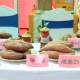 丰收中国丨山东济宁：甘薯迎丰收 农民收获忙