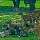 生态旅游兴起 人与野生动物该如何相处