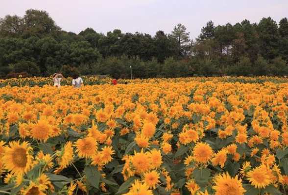 假期来看10万余株向日葵！湖南省植物园国庆举办向日葵主题花展