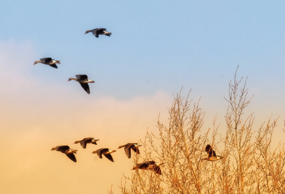 《湖南省候鸟迁徙通道重点保护区域（第一批名单）》公布