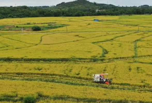 湖南2000多万亩中稻收获归仓 收购价格较去年同期略涨