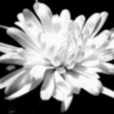 江泽民同志病重期间和逝世后，习近平等前往医院看望或以其他方式表示慰问