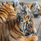 虎年说虎:拜年不能只会“虎虎生威”,古诗文里的老虎了解一下