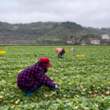 湖南供港蔬菜企业抓紧生产 保障香港“菜篮子”稳定