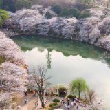 @长沙人 湖南省植物园樱花初盛 莫误“七日之约”