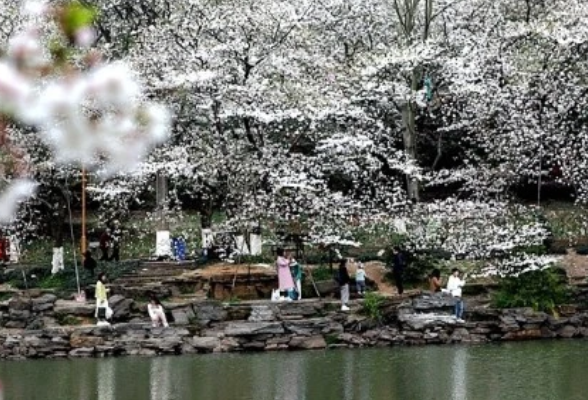 提前预约 扫码入园 湖南省植物园每日限流2万人次