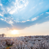乡村振兴在行动丨昆明万溪冲:梨花开放这十年