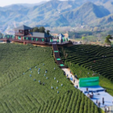 河南信阳：万亩茶山披绿装 毛尖采摘正当时