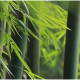 四川：特色产业点亮乡村经济