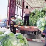 山东主产区全力保供应——确保蔬菜产得好运得出价格稳