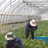 凡人微光丨快递小哥返岗 提升物流配送能力